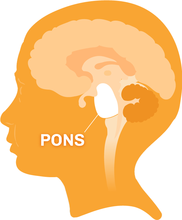 Diagram of the brain with the pons region highlighted.